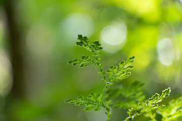 close up of fern leaf