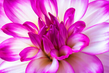 pink and white Dahlia