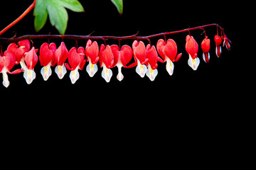 Bleeding heart flowers