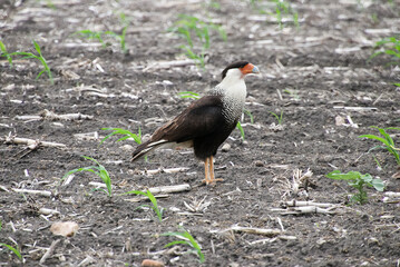 Cara Cara bird in a corn field.