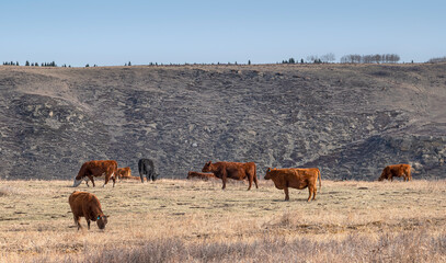 A herd of grazing cattle standing on a ridge near the town of Cochrane, Alberta, Canada