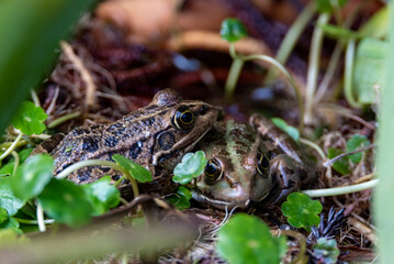 Two green frogs sitting in shallow water seen directly from above two green frogs sit in the water