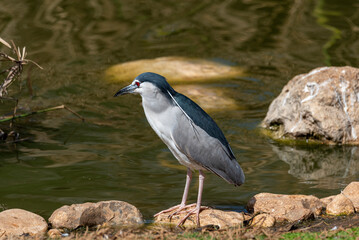 Night heron, Nycticorax nycticorax, grey water bird sitting by the water, animal in the nature habitat, Jerusalim