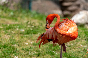 Pink flamingo walking in national park. pink flamingo stands on one leg.