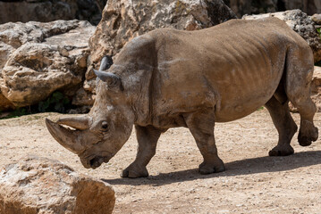 Fototapeta premium White Rhinoceros Ceratotherium simum Square-lipped Rhinoceros at Khama Rhino Sanctuary Botswana Africa