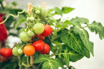 small green and red shrub tomatoes in spring
