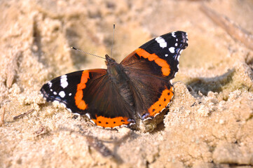 Fototapeta na wymiar Butterfly red admiral. insect on a sandy background. isolated. free place. view from above.
