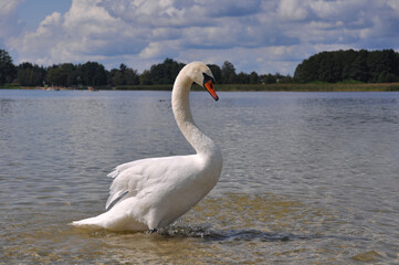 White swan swims in the lake
