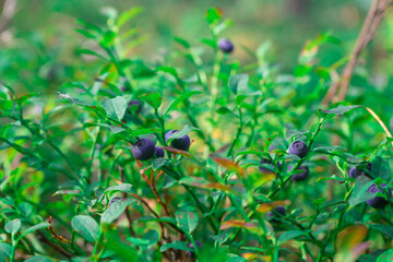 Blueberries. green Blueberry with ripe large juicy berries