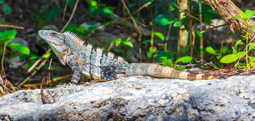 Mexican iguana lies on rock stone nature forest of Mexico.