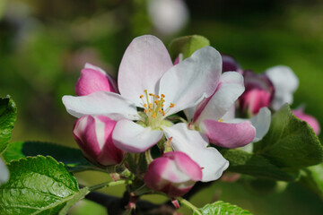 An apple blossom in detail with leafs on a branch in spring time.