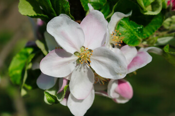 An apple blossom in detail with leafs on a branch in spring time.