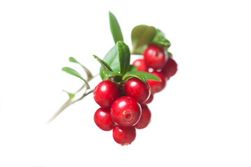 Red cowberry isolated over white background