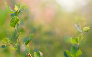 Fototapeta na wymiar Green leaves on blurred nature background with beautiful bokeh and copy space for text.