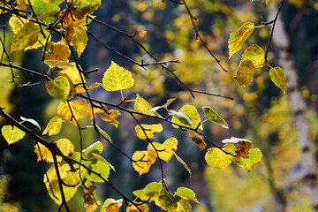 yellow autumn birch leaves in the background light