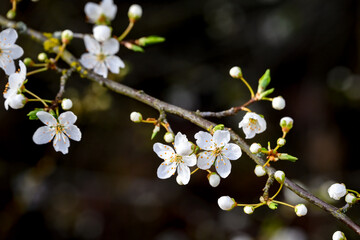 White blossoms on an ornamental tree blooming in early spring, as a nature background
