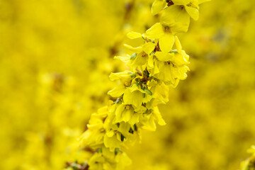 Closeup of yellow forsythia blooms in a winter garden, yellow nature background
