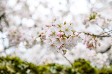 White blossoms on an ornamental tree blooming in early spring, as a nature background
