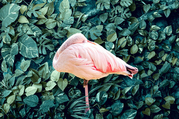 Flamingo and abstract dark green leaf texture, nature background. Leaves leaf texture green organic...