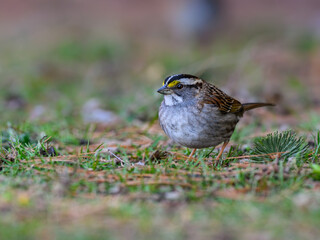 Obraz premium White-throated Sparrow standing on ground in spring, portrait