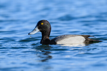 Male Greater Scaup swimming in blue water in spring