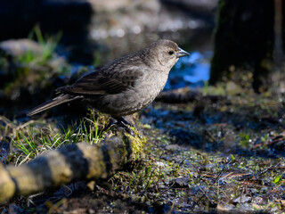 Female Brown-headed Cowbird foraging on ground in spring