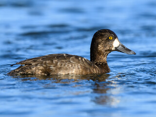 Female Greater Scaup swimming in blue water in spring
