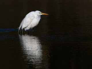 Great Egret with reflection standing in green water