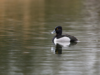 Male Ring-necked Duck swimming in green water in spring