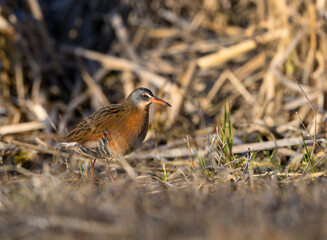 Virginia Rail  Closeup Portrait against Reeds in Spring