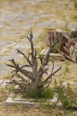 cementerio en ruinas - epecuen