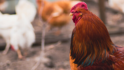 Side view of bright red rooster with brown plumage and pointed beak standing on blurred background