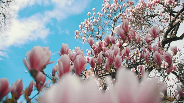 Beautiful pink magnolia flowers on a tree