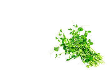 Sprouts of a young pea. Fresh food ingredient for a healthy lifestyle.