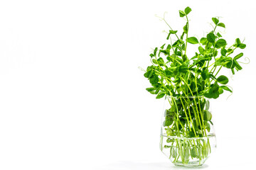 Sprouts of a young pea. Fresh food ingredient for a healthy lifestyle.