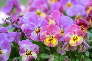 Group of purple, yellow pansy flowers.