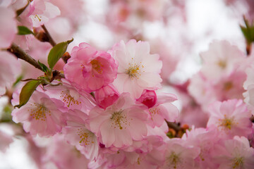 Kirschblüte im Frühling