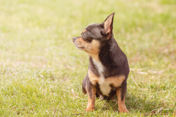 Naklejka na ściany i meble Chihuahua dog black red white. Dog on grass background.