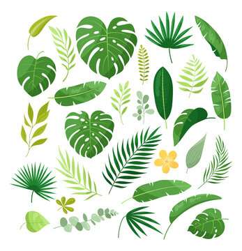 Tropical leaves. Vector set of exotic leaves, jungle plants with palm, rhapis, monstera, plumeria flowers, calathea, philodendron, banana leaf. Nature botanical decorative collection. Hawaiian plants