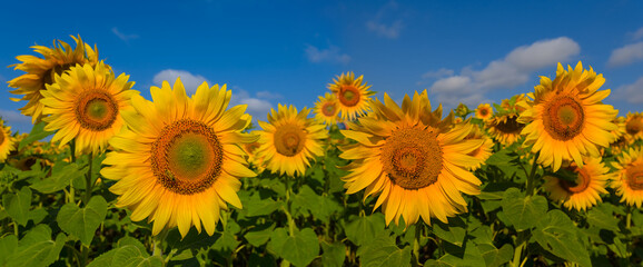 Obraz premium closeup sunflower flowers in green field, summer rural agricultural industry scene