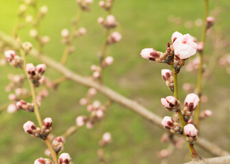 pink peach flowers in spring 2