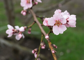 Obraz na płótnie Canvas pink peach flowers in spring 3