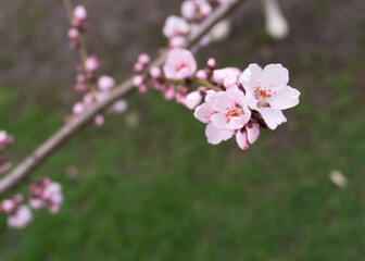pink peach flowers in spring 6