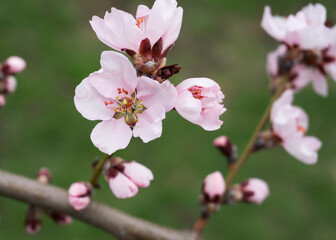 Fototapeta na wymiar pink peach flowers in spring 9