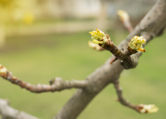 young buds on a pear in spring