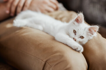 Fototapeta na wymiar The white kitten lies on her knees. Pets