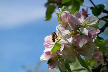 Diese Biene findet endlich ihre Blüte