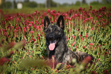 Dog is lying in crimson clover. He has so funny face he is smilling