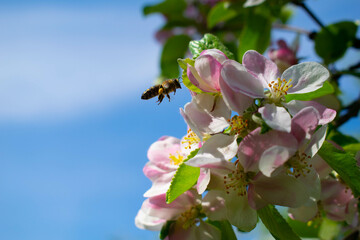 Biene erfreut sich des Frühlings