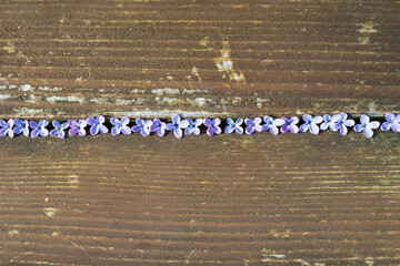 purple lilac flowers on an old wooden table